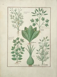 Top Row: Yellow Bugle, Incensaria and Lupius. Bottom Row: Dogs Mercury, Lily Leek and Lentilles, Illustration from The Book of Simple Medicines, by Matteaus Platearius (d.c.1161) c.1470
